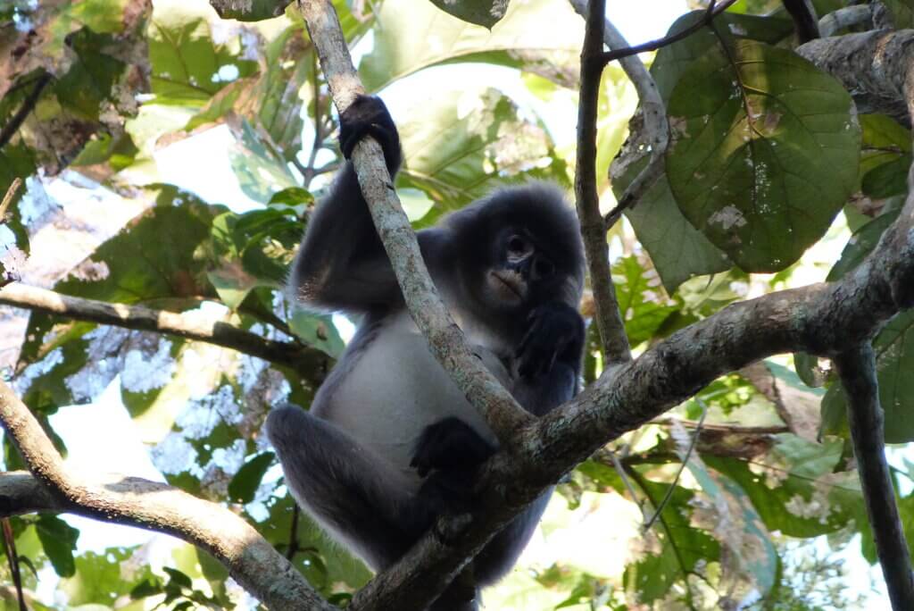 wildlife species in Bangladesh