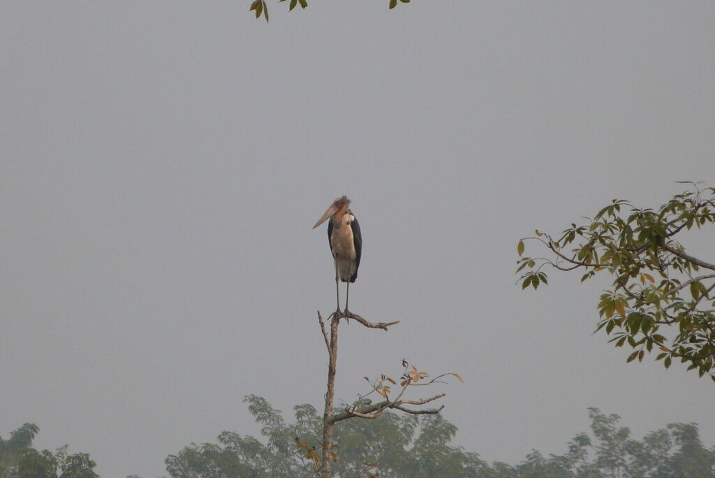 best places to see wildlife in Nepal