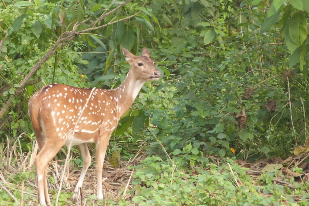 there are 4 deer species in Chitwan National Park