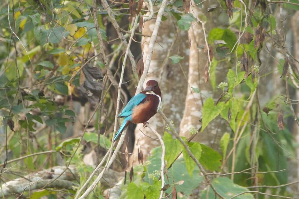 go birdwatching in Chitwan National Park