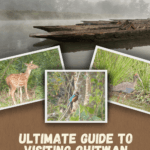 best wildlife safari in Nepal