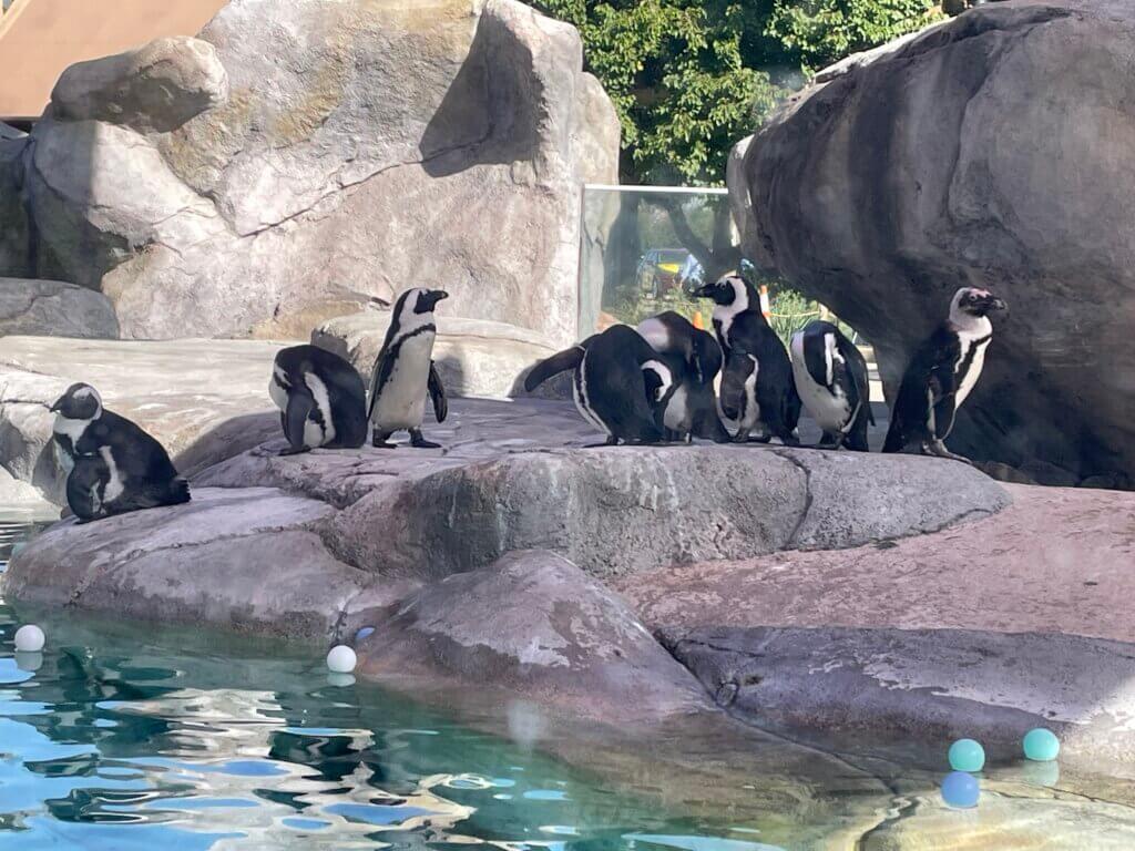 wildlife conservation at Denver Zoo