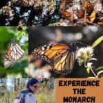 how to visit the monarchs in Mexico