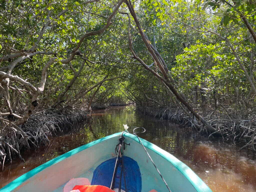 how to visit the mangroves in Celestun