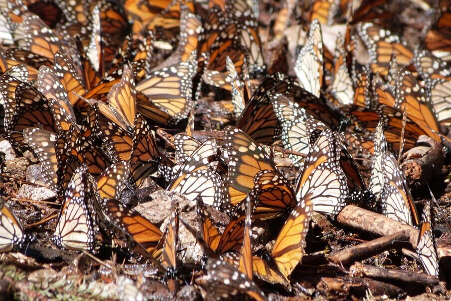visiting the monarchs in Mexico