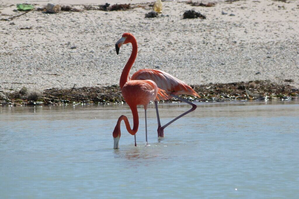Celestun season for flamingos