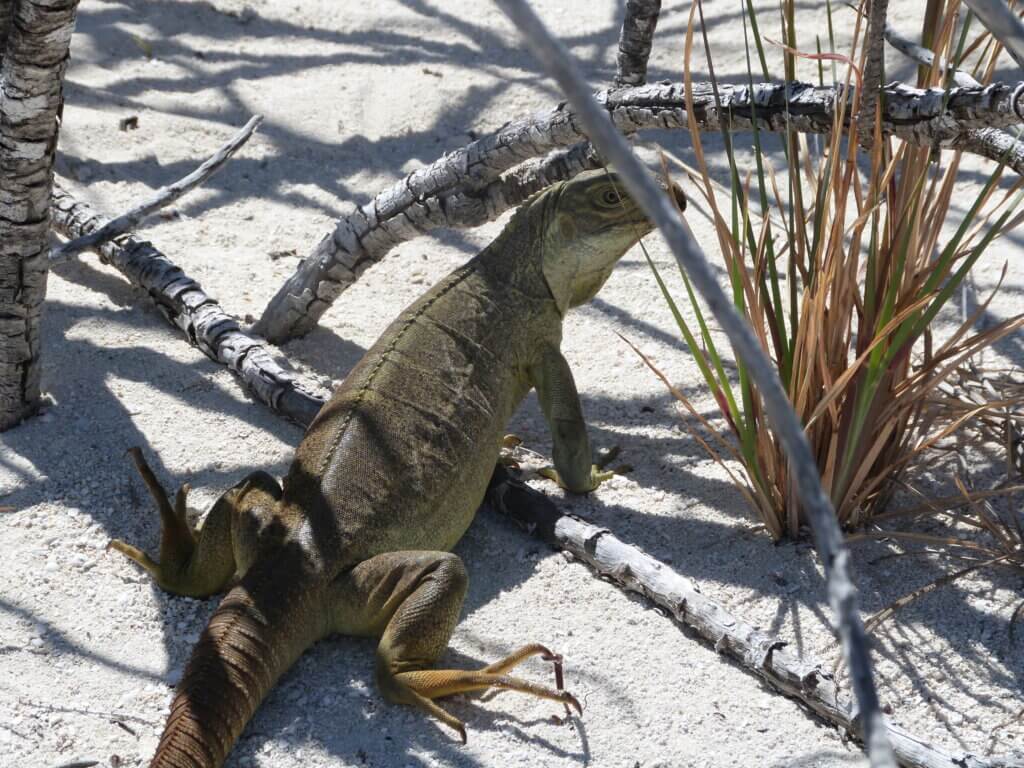 when to visit Turks and Caicos