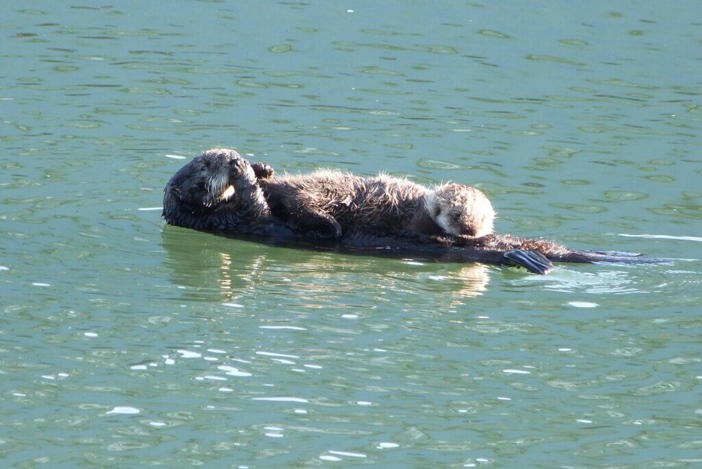 where to see sea otters in Alaska