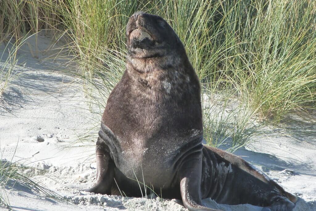 marine life in New Zealand