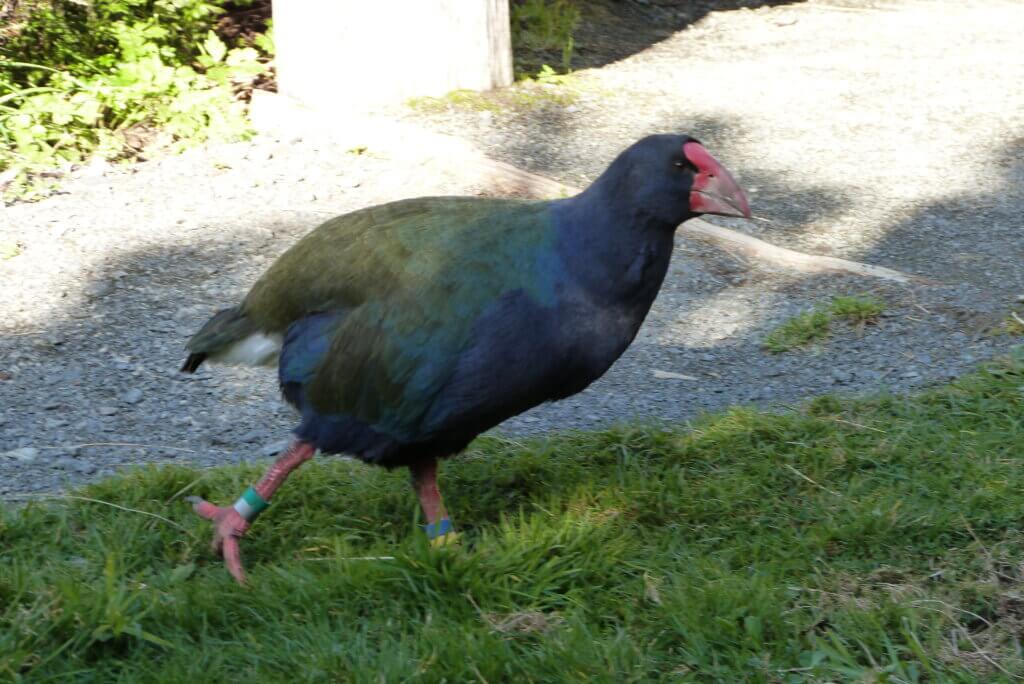 new zealand birds