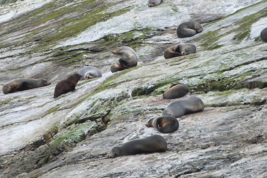 marine life in Doubtful Sound