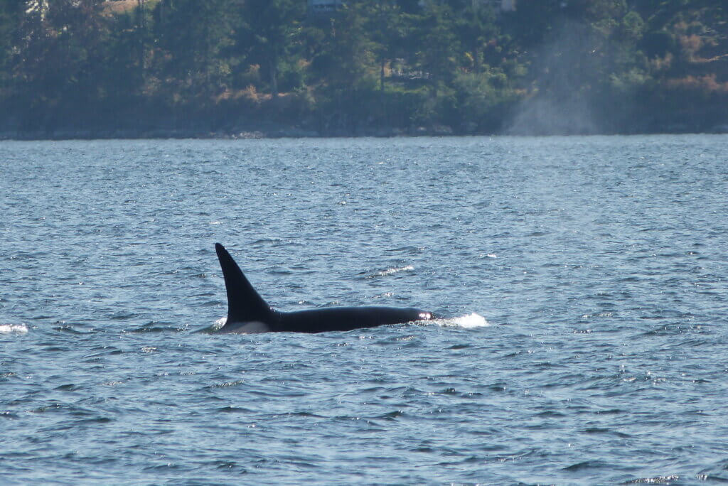 where to see killer whales