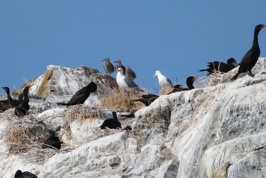 where to see nesting birds in Victoria