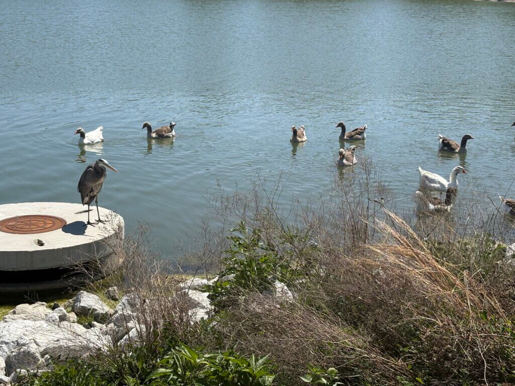 urban wildlife